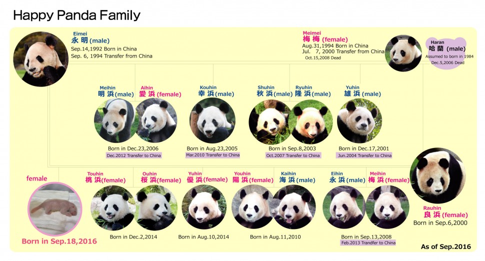 A timeline of the panda family at Adventure World Photo © Adventure World