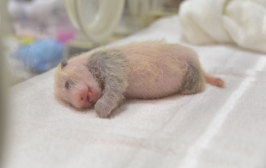 The baby panda was born on September 18 Photo © Adventure World