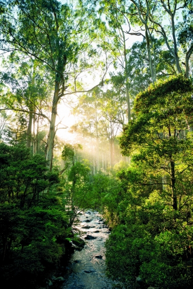 The scenic Black Spur route features creeks, eucalyptus and ash trees