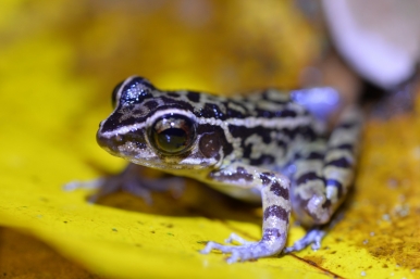The spotted stream frog can usually be found in low vegetation