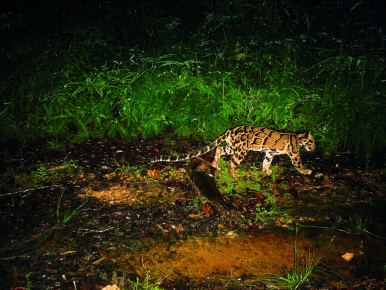 Clouded leopard sightings are rare, even in the wild