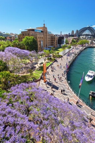Jacarandas in bloom, Circular Quay, Sydney Photo © Destination NSW