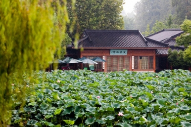Lotus pond in summer Hangzhou, Photo © Hangzhou Tourism Committee
